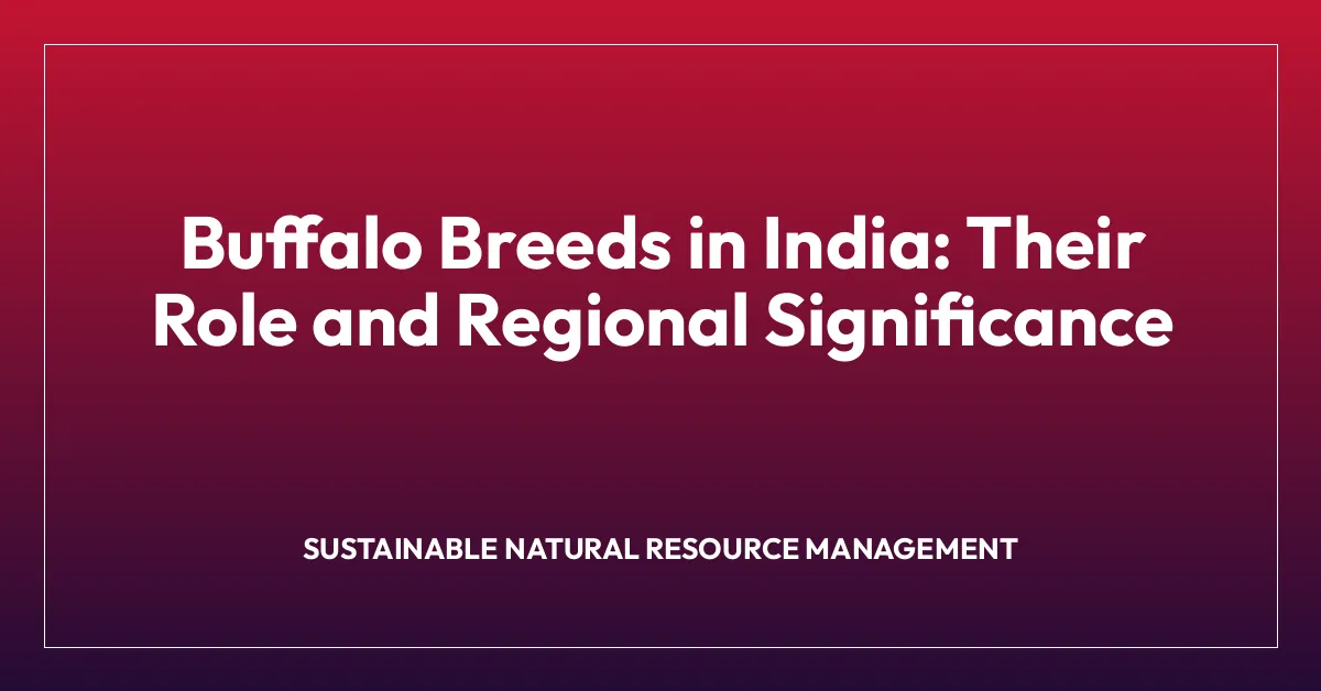Buffalo Breeds in India: Their Role and Regional Significance